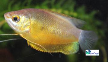 Diklip Gourami "Orange" beschikbaar voor biedingen