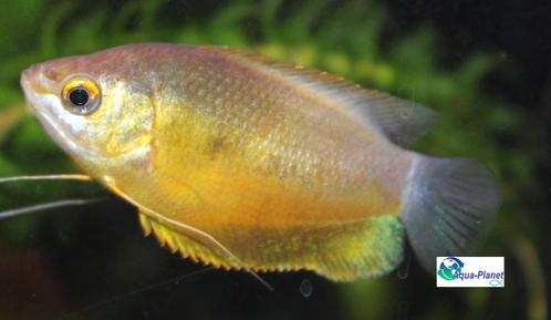 Diklip Gourami "Orange", Dieren en Toebehoren, Vissen | Aquariumvissen, Zoetwatervis, Vis