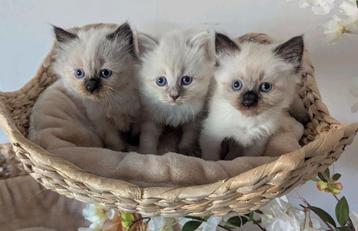 Siberische kitten Neva Masquerade  beschikbaar voor biedingen