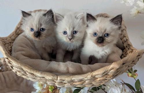 Siberische kitten Neva Masquerade, Dieren en Toebehoren, Katten en Kittens | Raskatten | Korthaar, Kater, Gechipt, Ontwormd, Ingeënt