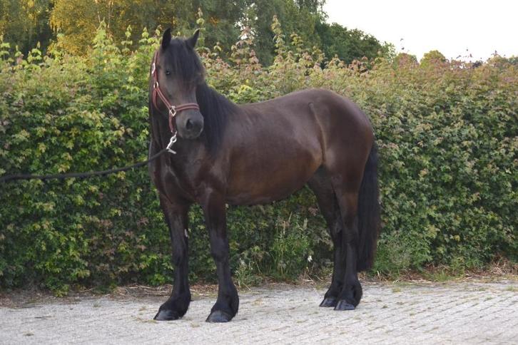 Unieke kans: Fantastisch Nordsvensk Häst merrie, Dieren en Toebehoren, Paarden, Merrie, Zadelmak, Minder dan 160 cm, 3 tot 6 jaar