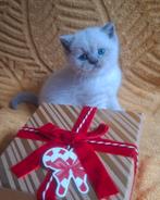 Britsekort H / britselang H point + shaded poes en tabby k, Dieren en Toebehoren, Katten en Kittens | Raskatten | Korthaar, Meerdere dieren