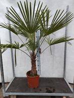 Trachycarpus fortunei Winterhard, Ophalen, Overige soorten, Halfschaduw