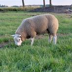 Engelse texelaar ram, Dieren en Toebehoren, Schapen, Geiten en Varkens, Mannelijk, Schaap
