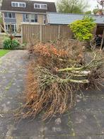 Rode beukenhaag, beukenstammen, Tuin en Terras, Planten | Struiken en Hagen, Beukenhaag, Ophalen of Verzenden, 100 tot 250 cm