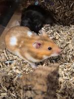Jonge goudhamsters, Hamster, Mannelijk, December, Tam
