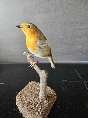 prachtige nieuw opgezette roodborst  beschikbaar voor biedingen