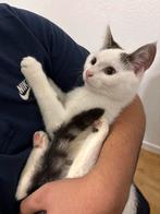 Kittens te koop, Dieren en Toebehoren