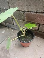 Tetrapanax, rijstpapier plant, Ophalen, Zomer, Overige soorten, Halfschaduw