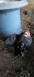 Ayam Serama Maleisië haan, Mannelijk, Kip