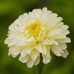 Zaden afrikaantje wit (Tagetes Erecta Kilimanjaro white), Tuin en Terras, Bloembollen en Zaden, Ophalen of Verzenden, Voorjaar