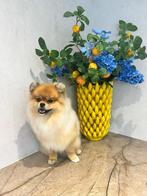Pomeriaan beige, Dieren en Toebehoren, Particulier, Keeshond, Reu, CDV (hondenziekte)