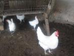 Poulle de Bresse / leghorn kippen 7,50 EUR per stuk, Vrouwelijk, Kip