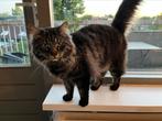 Langhaar kater (2 jaar oud) zoekt nieuw huisje, Kater, Langharig, 0 tot 2 jaar