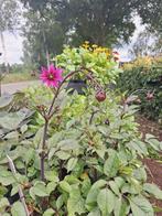 Mooie Dahlias in potten, Tuin en Terras, Planten | Tuinplanten, Ophalen, Zomer, Overige soorten, Volle zon