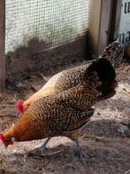 Groninger meeuw goudpel kriel, Meerdere dieren, Kip