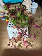 Kamerplant, Huis en Inrichting, Kamerplanten, Ophalen, Halfschaduw, Minder dan 100 cm