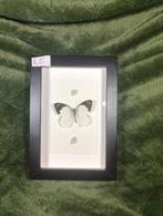Vlinder in lijst, Ophalen of Verzenden, Insect, Opgezet dier