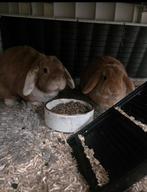 2 tamme konijnen, Dieren en Toebehoren, Konijnen, Mannelijk, Dwerg