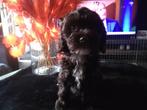 mini labradoodle, Rabiës (hondsdolheid), Overige rassen, 8 tot 15 weken, Meerdere