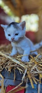 Boederij kittens, Dieren en Toebehoren, Katten en Kittens | Overige Katten, Meerdere dieren, Kortharig
