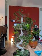 bonsai 150cm, Ophalen, Ficus, Halfschaduw, In pot