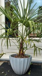 Winterharde palmboom trachycarpus fortunei zonder pot, Lente, 100 tot 250 cm, Palmboom, Ophalen