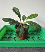 Ophalen: Euphorbia leuconeura/Madagascar jewel kamerplant, Ophalen, Halfschaduw, In pot, Minder dan 100 cm