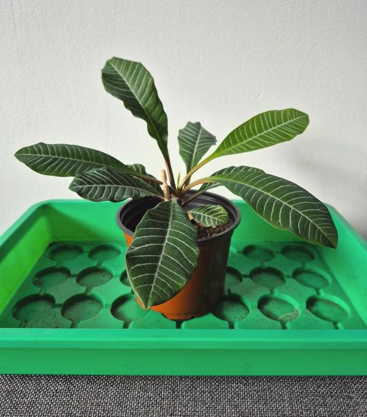 Ophalen: Euphorbia leuconeura/Madagascar jewel kamerplant, Huis en Inrichting, Kamerplanten, Minder dan 100 cm, Bloeiende kamerplant