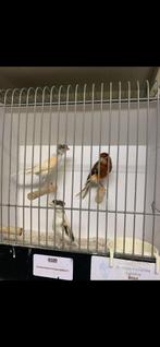 3 harlekijn kanaries 2 poppen 1 man, Dieren en Toebehoren, Vogels | Kanaries, Meerdere dieren, Postuurkanarie