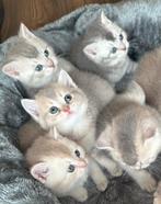 Britse korthaar kittens, Dieren en Toebehoren, Katten en Kittens | Raskatten | Korthaar, Meerdere dieren, Ontwormd, 0 tot 2 jaar