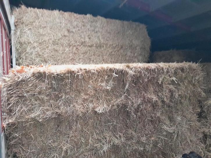 Te koop hooi, Dieren en Toebehoren, Dierenvoeding, Vee, Ophalen