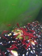 Jonge Bloody Mary Garnalen, Dieren en Toebehoren, Vissen | Aquariumvissen, Vis