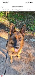 Duitse herder, Rabiës (hondsdolheid), Teef, Eén hond, 3 tot 5 jaar