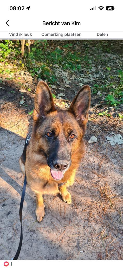 Duitse herder, Dieren en Toebehoren, Honden | Herdershonden en Veedrijvers, Teef, Herder, Particulier, Eén hond, Nederland, 3 tot 5 jaar