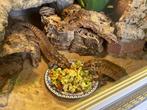 Egernia hosmeri trio, Dieren en Toebehoren, Reptielen en Amfibieën, Hagedis, Met terrarium, 3 tot 6 jaar