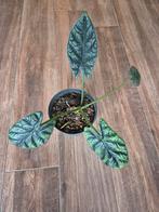 Alocasia sinuata, Ophalen of Verzenden, Overige soorten, Minder dan 100 cm