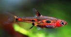Gezocht rasbora phoenix boraras merah, Dieren en Toebehoren, Vis
