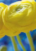 Ranonkel ongelopen Ansichtkaart voor het Kind ( A11), Ophalen of Verzenden, 1980 tot heden, Ongelopen