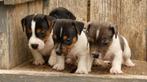 Prachtige Jack Russell pups te koop, Dieren en Toebehoren, Honden | Jack Russells en Terriërs, Rabiës (hondsdolheid), Jack Russell Terriër
