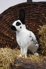 Mooie jonge Papillon konijn voedster - volledig ingeënt, Dieren en Toebehoren, Konijnen, Vrouwelijk, Dwerg, 0 tot 2 jaar