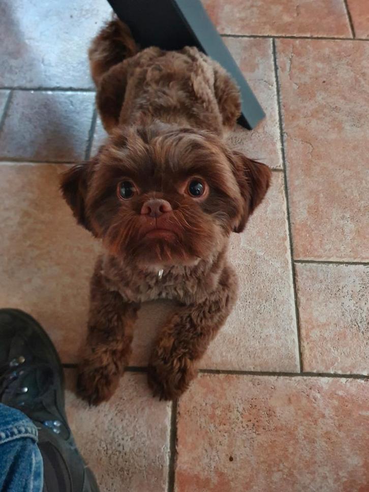 Choco silver shih tzu dekreutje (niet te koop), Dieren en Toebehoren, Honden | Dekreuen, Reu, Particulier, Eén hond, Nederland
