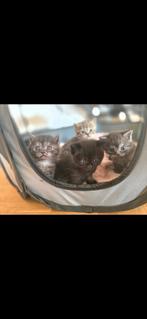 ***BRITSE KORTHAAR KITTENS***ALLE 5 GERESERVEERD!!!!, Dieren en Toebehoren, Meerdere dieren, Ontwormd