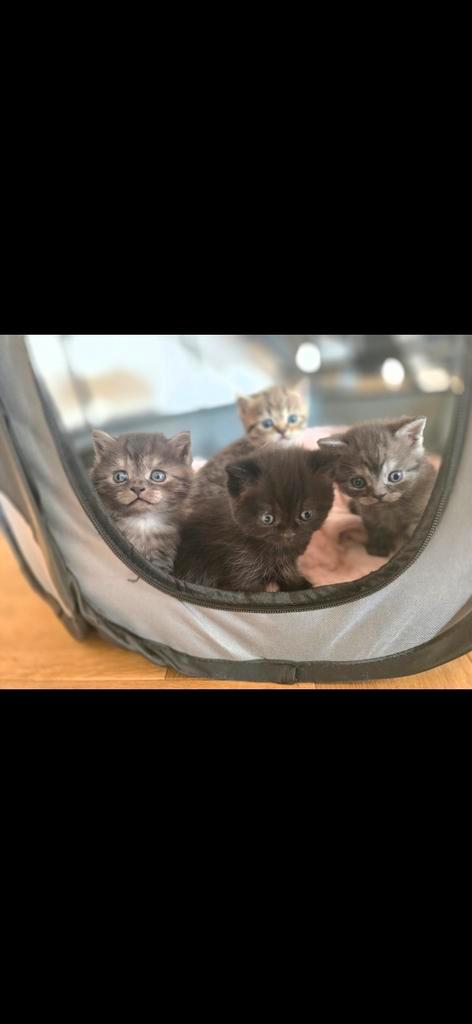 ***BRITSE KORTHAAR KITTENS***ALLEMAAL GERESERVEERD!, Dieren en Toebehoren, Katten en Kittens | Raskatten | Korthaar, Meerdere dieren