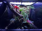Exo Terra Bioactief terrarium – 60x45x60, Dieren en Toebehoren, Reptielen en Amfibieën | Toebehoren, Ophalen, Gebruikt, Terrarium of Paludarium