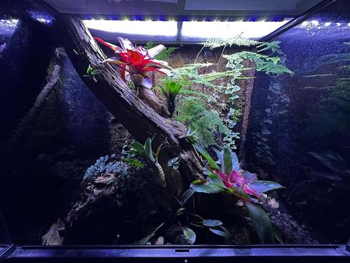 Exo Terra Bioactief terrarium – 60x45x60, Dieren en Toebehoren, Reptielen en Amfibieën | Toebehoren, Gebruikt, Terrarium of Paludarium