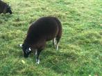 Dassenkop ooien, Dieren en Toebehoren, Schapen, Geiten en Varkens, Vrouwelijk, Schaap, 0 tot 2 jaar