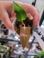 Anthurium black sweet stam stek ( portilla x velvet moira), Ophalen of Verzenden, Overige soorten, Minder dan 100 cm