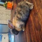 baby konijntjes, Dieren en Toebehoren, Konijnen, Meerdere dieren, Dwerg