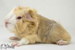 Lilac argente saffraan argente witte peruvian cavia, Dieren en Toebehoren, Cavia, Mannelijk, Tam, September